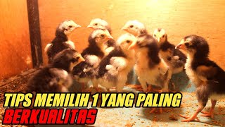 Download lagu Cara Memilih Anakan Yang Berkualitas Bagus mp3