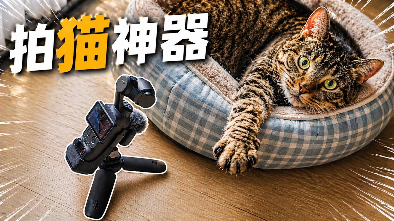 大疆Pocket4 拍猫完整方案：DIY附件 + 参数设置