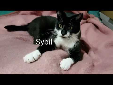 Verspielte Katze Sybil aus dem Tierschutz / CAT