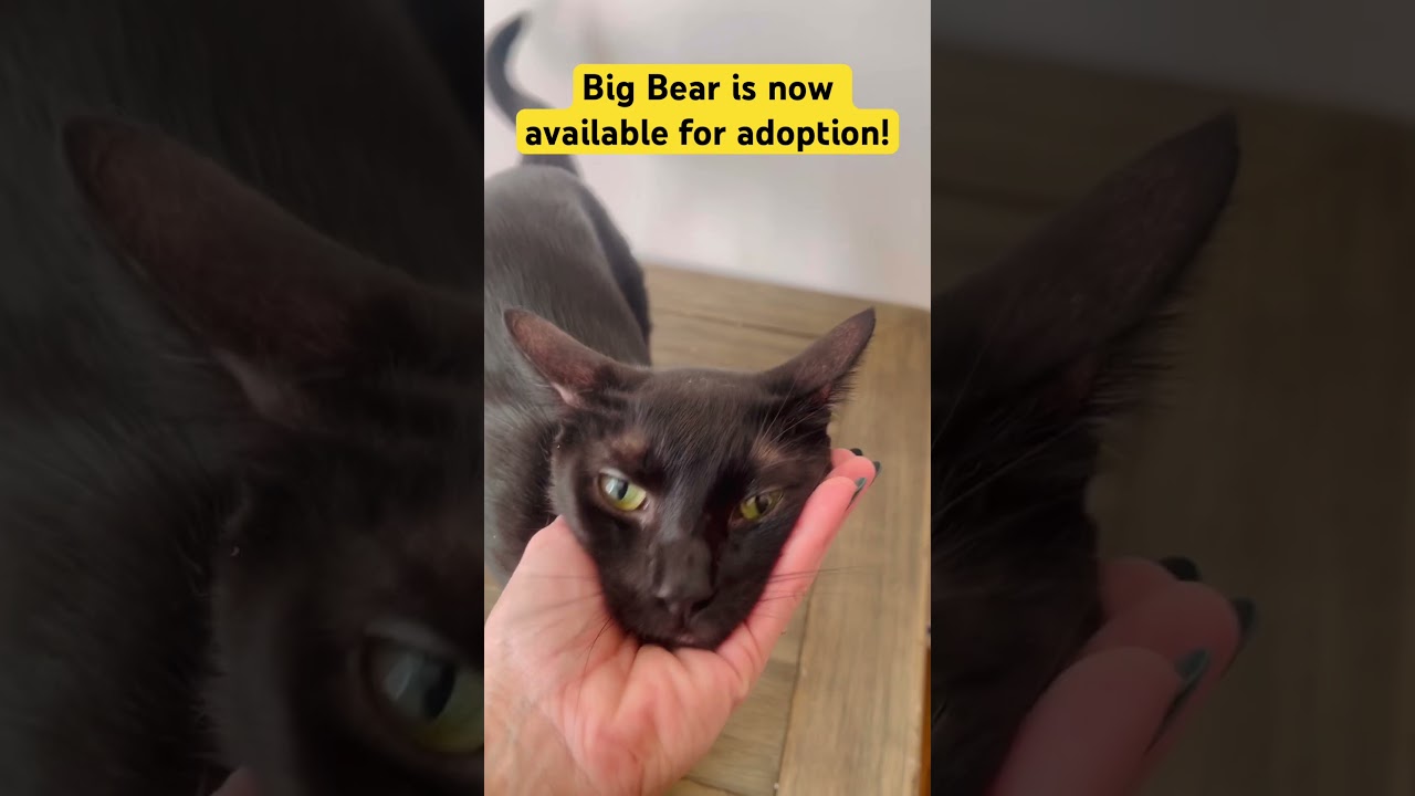 Bear, a Adoptable American Shorthair in Fort Pierce, FL video 4/4