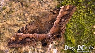 preview picture of video 'Ascalapha odorata - Black Witch Moth (Noctuidae) Florianópolis SC'