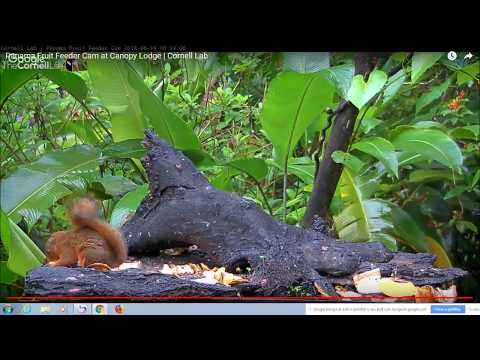 Panama Fruit Feeder Cam ao vivo