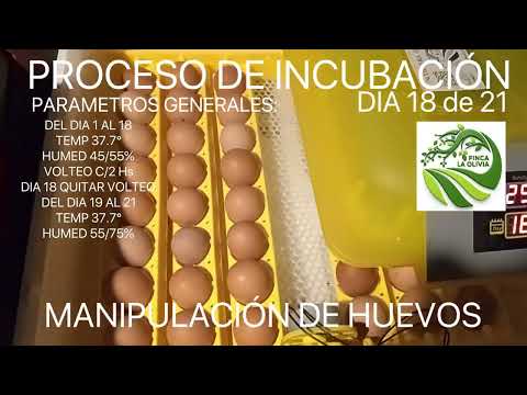 PROCESO DE INCUBACIÓN DIA 18/21 QUITA DE SISTEMA DE VOLTEO 