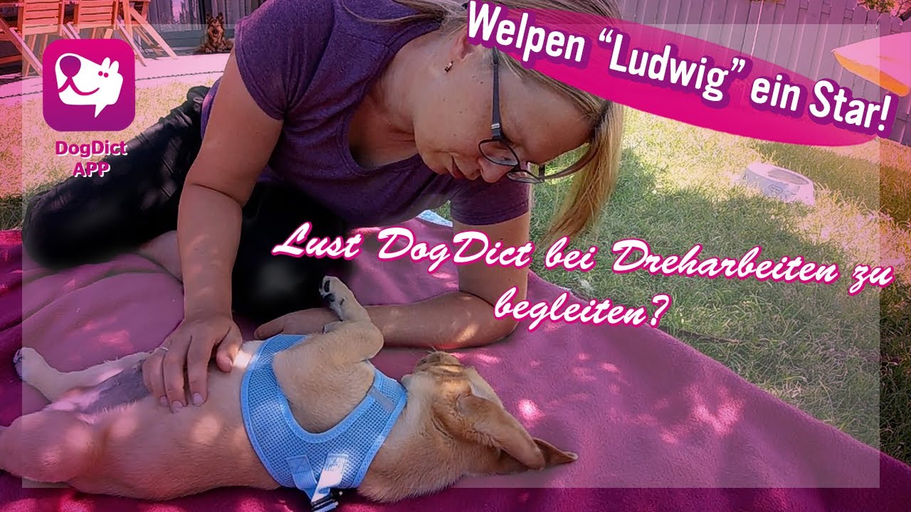 Welpen Begleitung, Lust DogDict Hunde sehen und Verstehen, bei den Dreharbeiten zu begleiten Folge 2