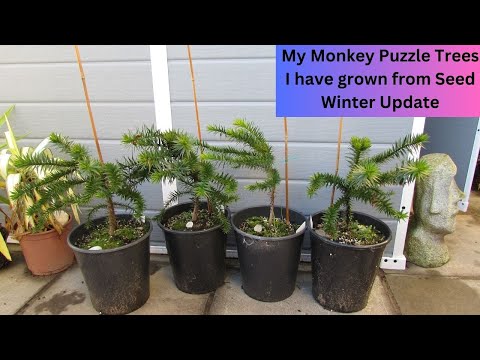 My Monkey Puzzle Trees I have grown from Seed Winter Update | Araucaria araucana