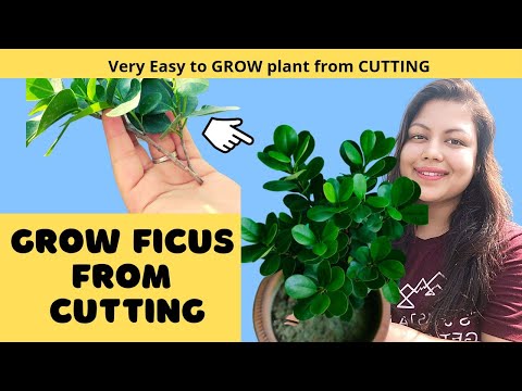 , title : 'Easy to GROW plant from CUTTING | Grow Ficus microcarpa/Green Island Fig/Chinese Banyan from cutting'