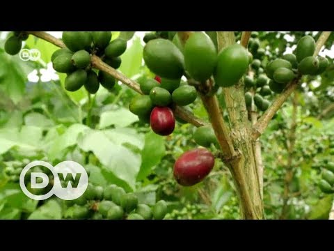 download lagu mp3 mp4 Costa Rica Coffee Beans, download lagu Costa Rica Coffee Beans gratis, unduh video klip Costa Rica Coffee Beans