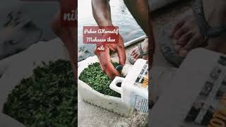 Download lagu Cara pemberian pakan alternatif pada ikan nila#Shorts mp3