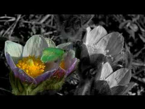 Life Outside Music Video from Tracing Days