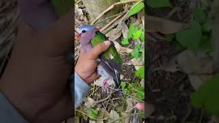 Download lagu See a quail trap but get this bird😭 #230 #KOOKIKO mp3