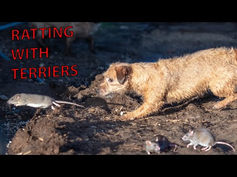 Pig farm ratting on a cold winters morning
