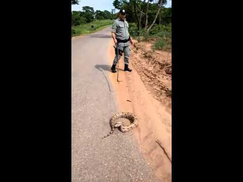 zap zap bobeiro quase virou sapo kkkk