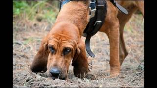 Hank C. Burnette - "Bloodhound"