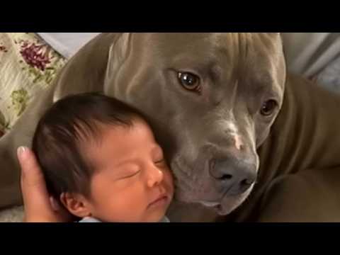 68 KG PITBULL schockiert Familie als Baby erste Schritte macht ❤️