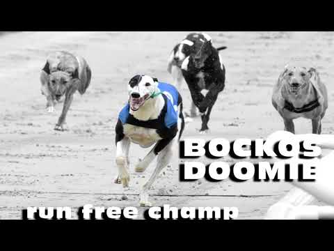 Bockos Doomie   A tribute to a champion greyhound.