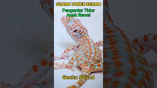 Download lagu SUARA TOKEK, SUARA TOKEK PENGANTAR TIDUR, SUARA TOKEK ASLI, GECKO SOUND #shorts #viral #yearofyou mp3 Download lagu SUARA TOKEK, SUARA TOKEK PENGANTAR TIDUR, SUARA TOKEK ASLI, GECKO SOUND #shorts #viral #yearofyou mp3