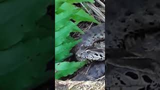 preview picture of video 'Ular ( "Iknampu / ular pendek" ) dari pulau numfor'