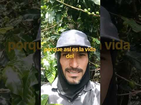 La Vida Dura del Campesino - Trabajando Cogiendo Cafe pa la Sopita