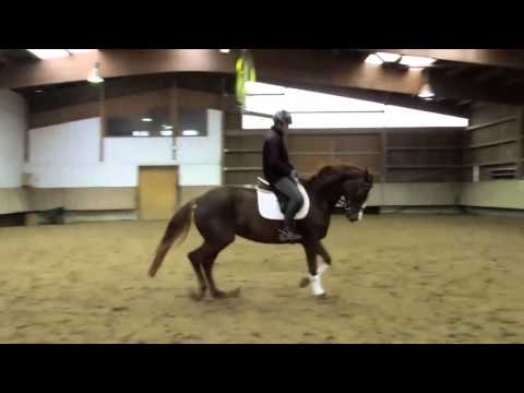 Dressurstute 5 Jährig