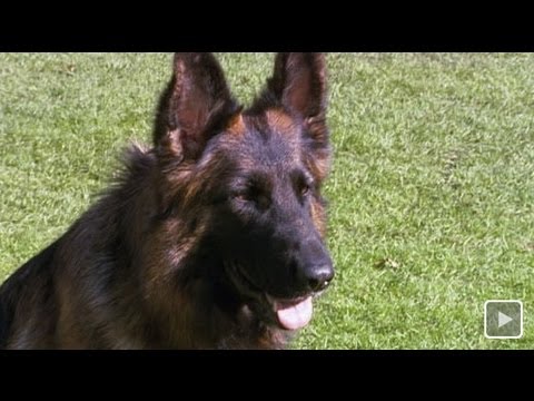 Ausgebellt: Deutscher Schäferhund am Ende | SPIEGEL TV