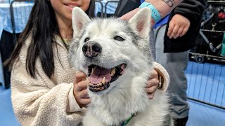 My Husky Is All SMILES At the Pet Expo!