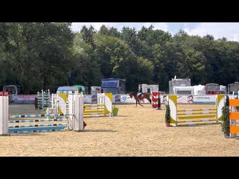 CAMPARI SODA (6yo Stallion by Crumble) 09.21 Ranshofen - Youngster 105 cm