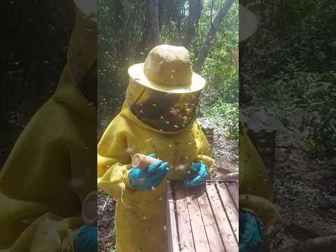 # primero ves da  minha  filha .no apiário.  oriente Paragominas. para