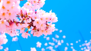 merの誕生祭【実況枠】