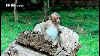 Baby Monkey Sweetpea No Mother Worry When Brutus With Mama