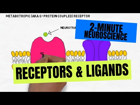 2-Minute Neuroscience: Receptors \u0026 Ligands