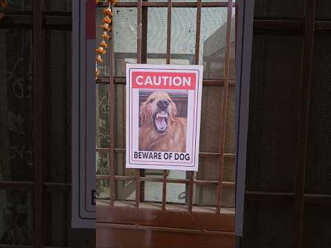 Relatable × 10000 😅 | Golden Retriever | Dog Lovers | Relatable | Comedy | Guard Dog #shorts