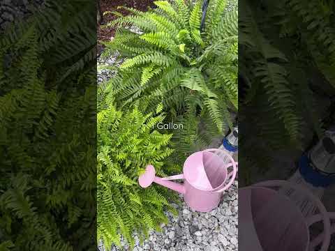 DIY Fern Solution