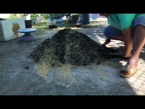 Trộn giá thể cho mai vàng ￼