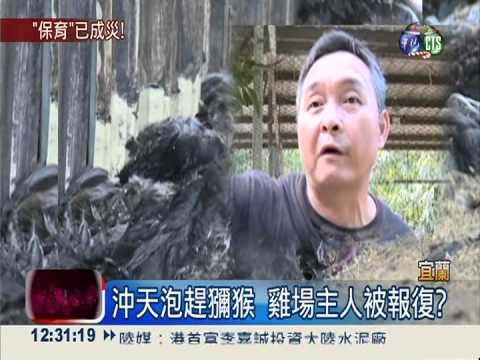 獼猴使壞? 三天殺死逾50隻雞群