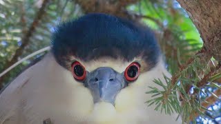 Finding Minnesota: Fergus Falls Rookery