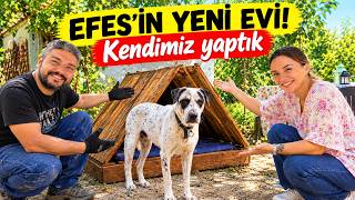 Efes'e Yeni Bir KULÜBE YAPIYORUZ! Köyde Biz Ailemize Yeni Bir Can Katılıyor