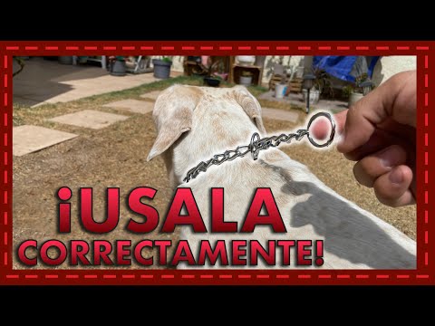 ¿Collar de Castigo para Perros? Cómo Usarlo Correctamente sin Causar Daño 🐶🚨🔗