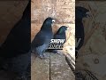 Show Racer #pigeon #racingpigeons #pigeonracing #kabootar #kabutar #kalapati #kalapatids