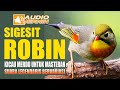 SUARA LEGENDARIS BURUNG ROBIN GACOR  | TERAPI RELAKSASI PANCINGAN DAN MASTERAN AMPUH