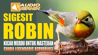 Download lagu SUARA LEGENDARIS BURUNG ROBIN GACOR | TERAPI RELAKSASI PANCINGAN DAN MASTERAN AMPUH mp3 Download lagu SUARA LEGENDARIS BURUNG ROBIN GACOR | TERAPI RELAKSASI PANCINGAN DAN MASTERAN AMPUH mp3