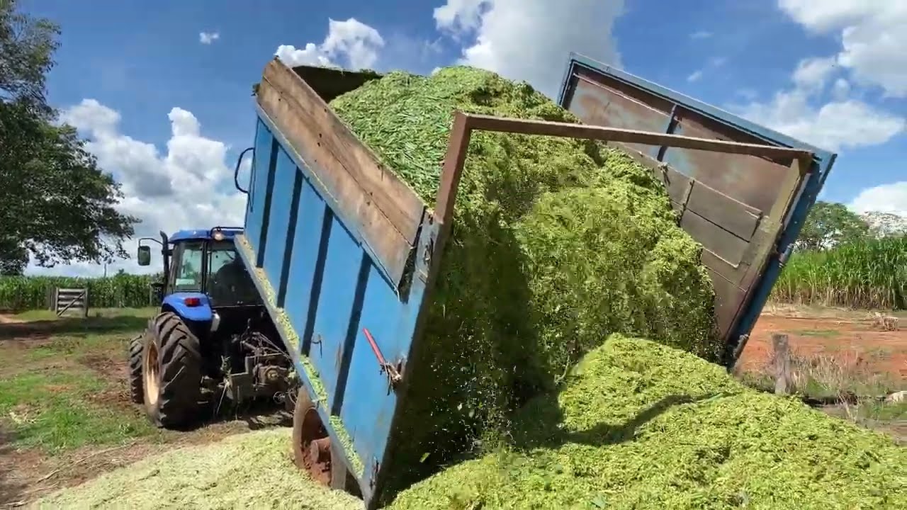 Fazendo silagem do BRS Capiaçu com fubá de milho