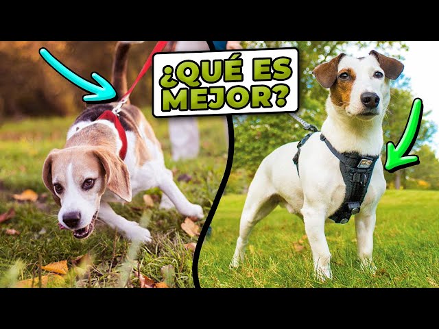 Vídeo relacionado con SUPER DOGGY Collar Perro Pequeño, Mediano y Grande - Collar Nylon Ajustable y Acolchado con Diseños de Moda - para Paseo, Entrenamiento y Correr - Ligero y Resistente (Leopard, S (25-40cm))