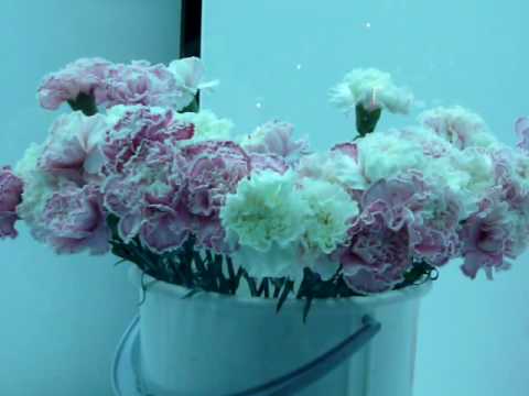 Joanna Zielinska: Czerwony Goździk 3 - dwie godziny później