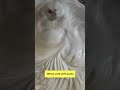 EGG WHITE ICING RECIPE