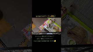 【うさぎ】2匹を始めてサークル開放して遊ばせてみました！【チョコとあんこの成長記録】#2