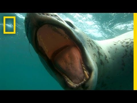 Diver Encounters Deadly, 13-Foot Leopard Seal | National Geographic