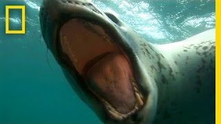 Diver Encounters Deadly, 13-Foot Leopard Seal | National Geographic