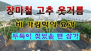 [텃밭농부 1,971]  장마철에도 웃거름 주는 것이 가능한 방법. #고추재배