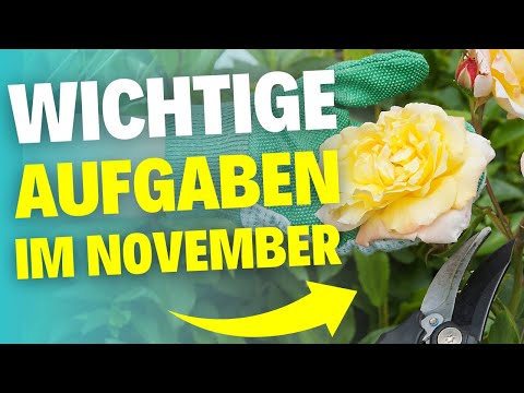 6 Pflanzen, die du UNBEDINGT noch im November schneiden solltest
