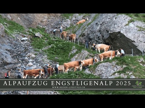 Alpaufzug Engstligenalp 2025 - reisen-lifestyle.ch